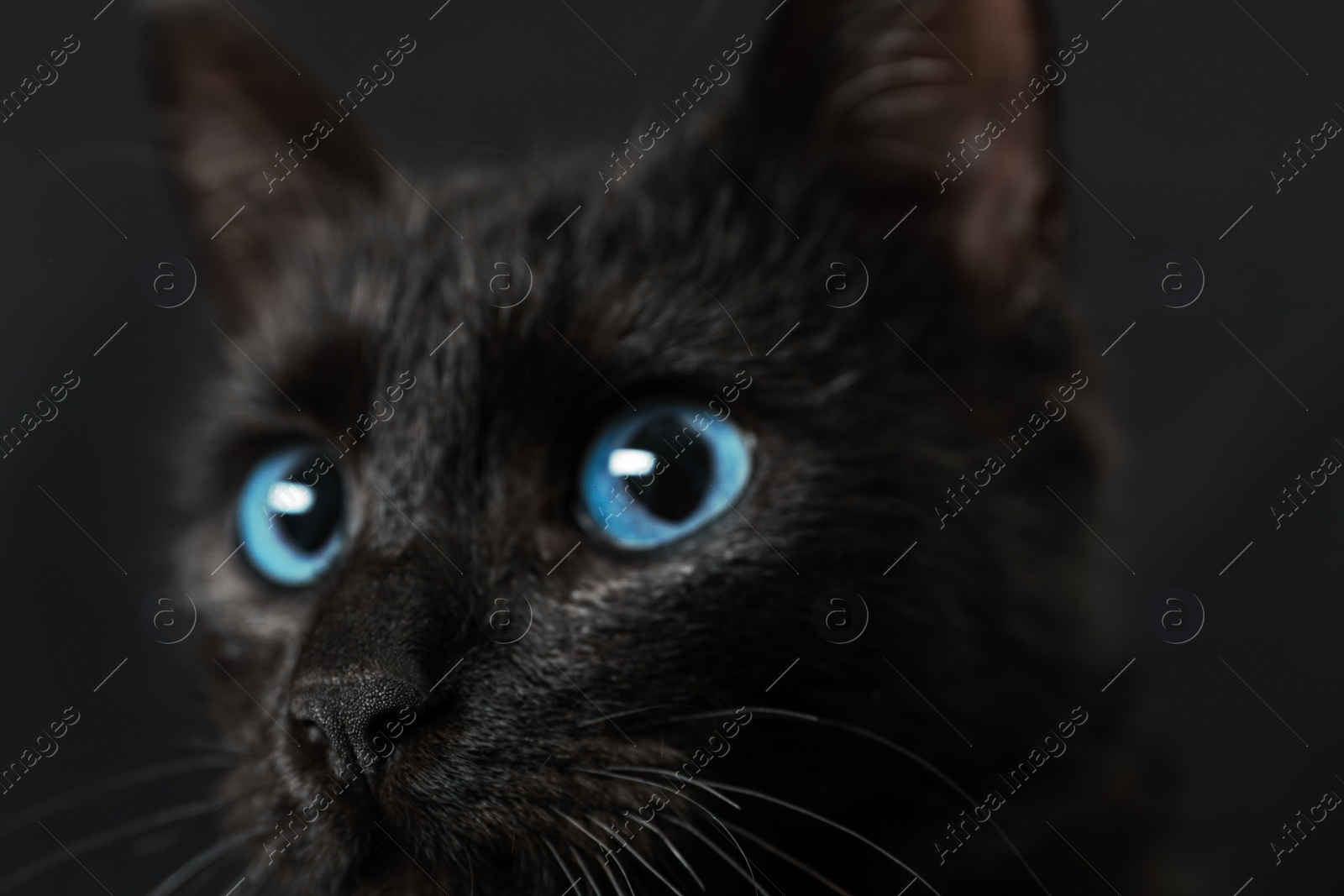 Photo of Black cat with beautiful eyes on dark background, closeup