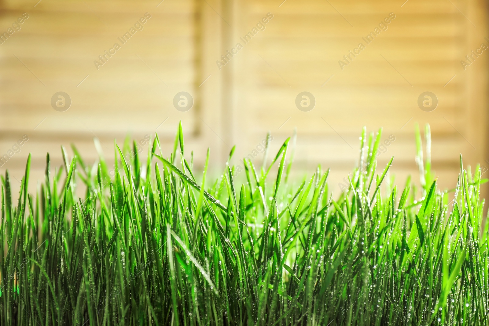 Photo of Young green grass with water drops on blurred background