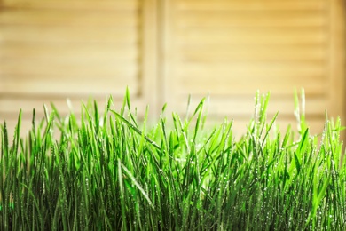 Photo of Young green grass with water drops on blurred background