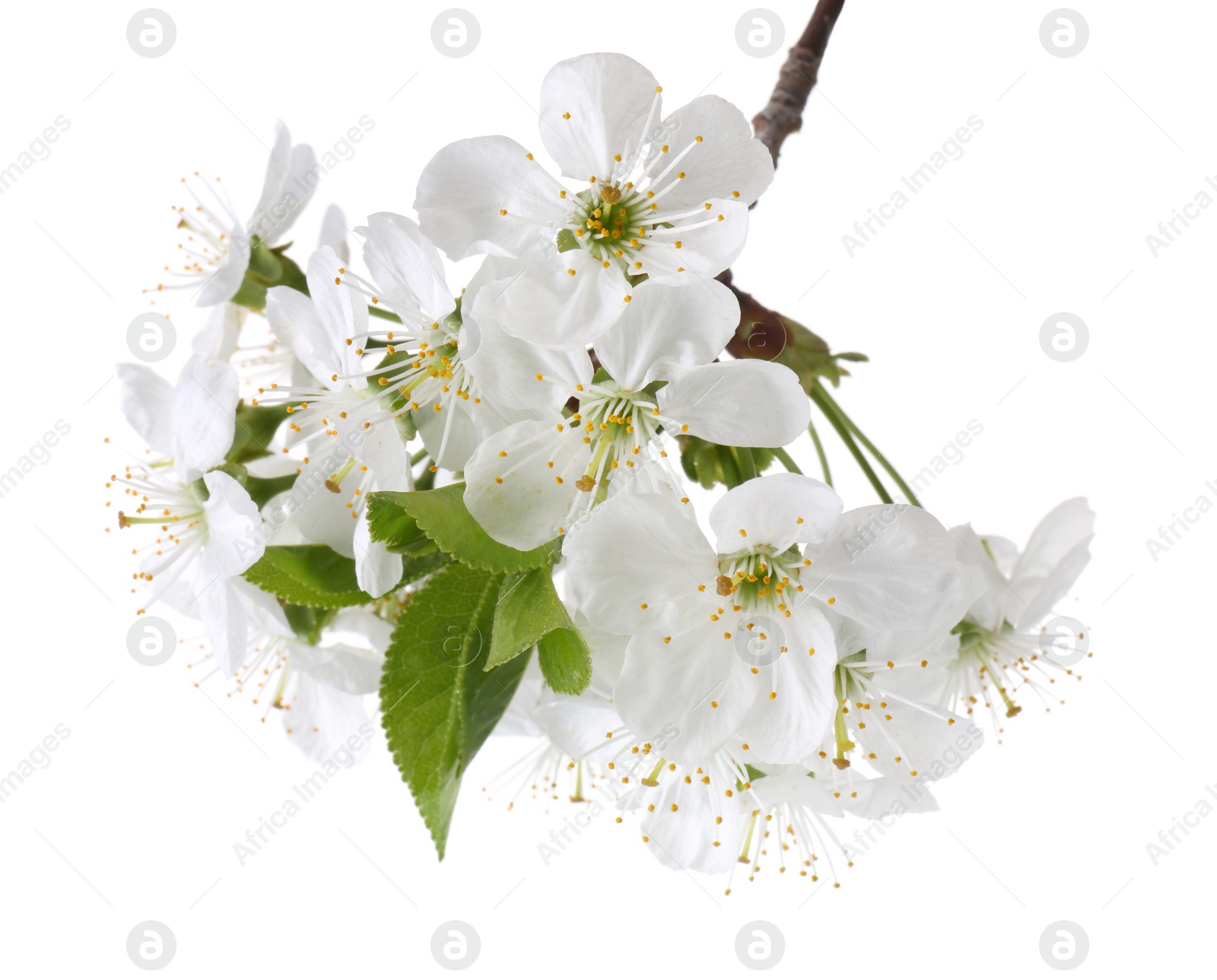 Photo of Spring branch with beautiful blossoms and leaves isolated on white