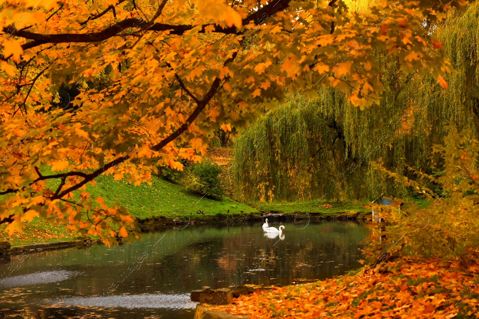 Photo of Beautiful swans in lake and yellowed trees in park