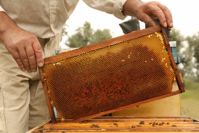 Photo of Beekeeper with hive frame at apiary, closeup. Harvesting honey