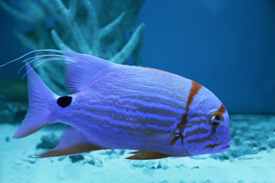 Image of Beautiful angelfish in aquarium water. Bleached coral - color of the year 2020
