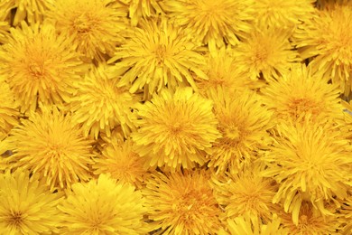 Photo of Beautiful yellow dandelions as background, top view
