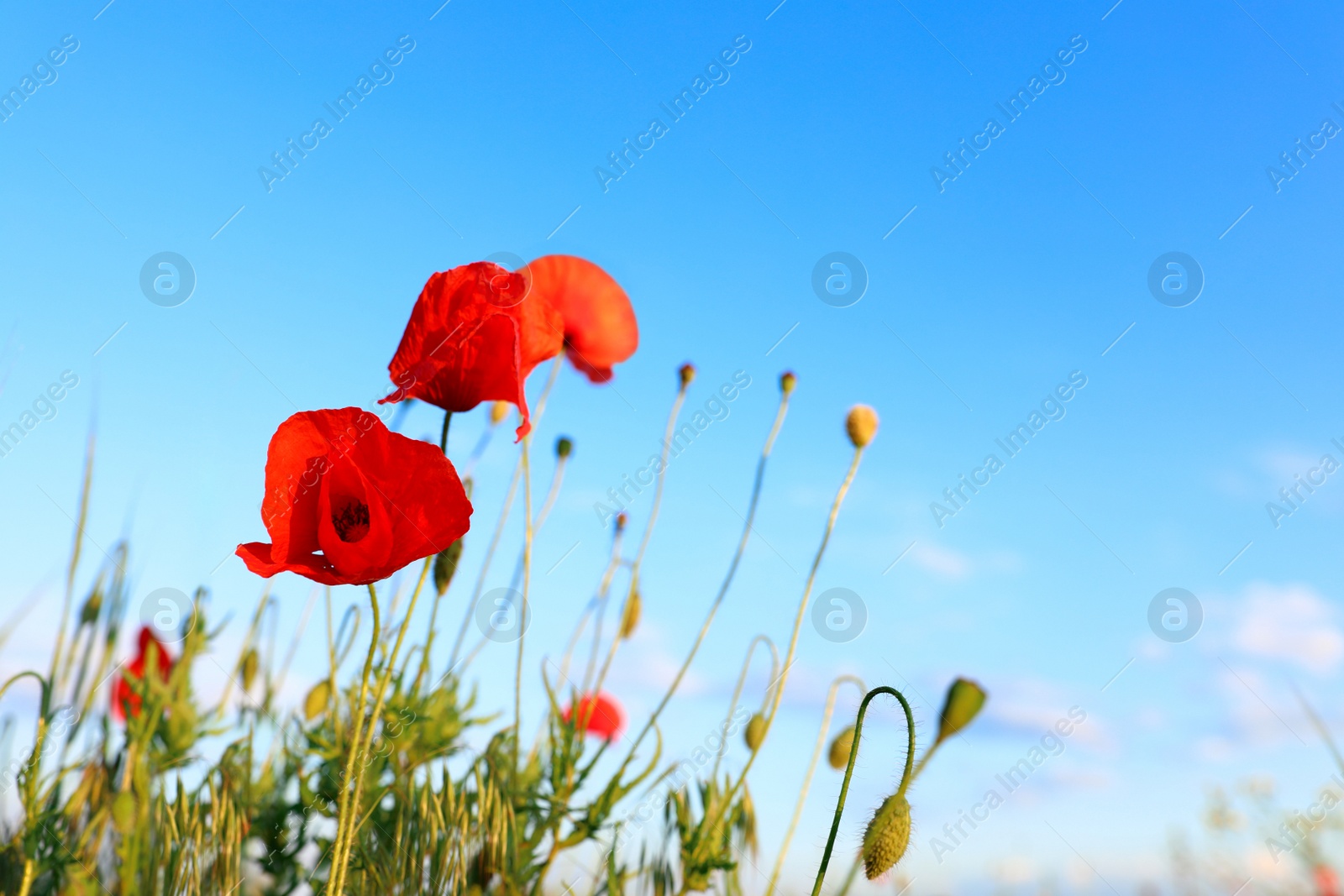 Photo of Beautiful blooming red poppy flowers in field against blue sky. Space for text