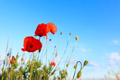 Photo of Beautiful blooming red poppy flowers in field against blue sky. Space for text