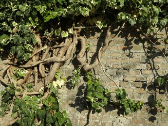 Photo of Beautiful plant with green leaves on brick wall