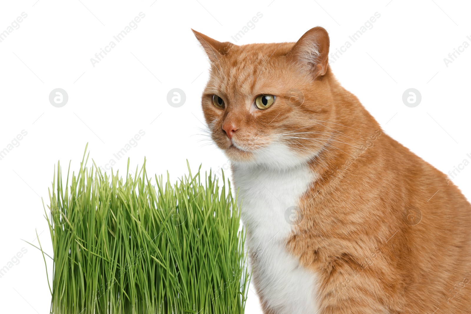 Photo of Cute ginger cat and potted green grass on white background