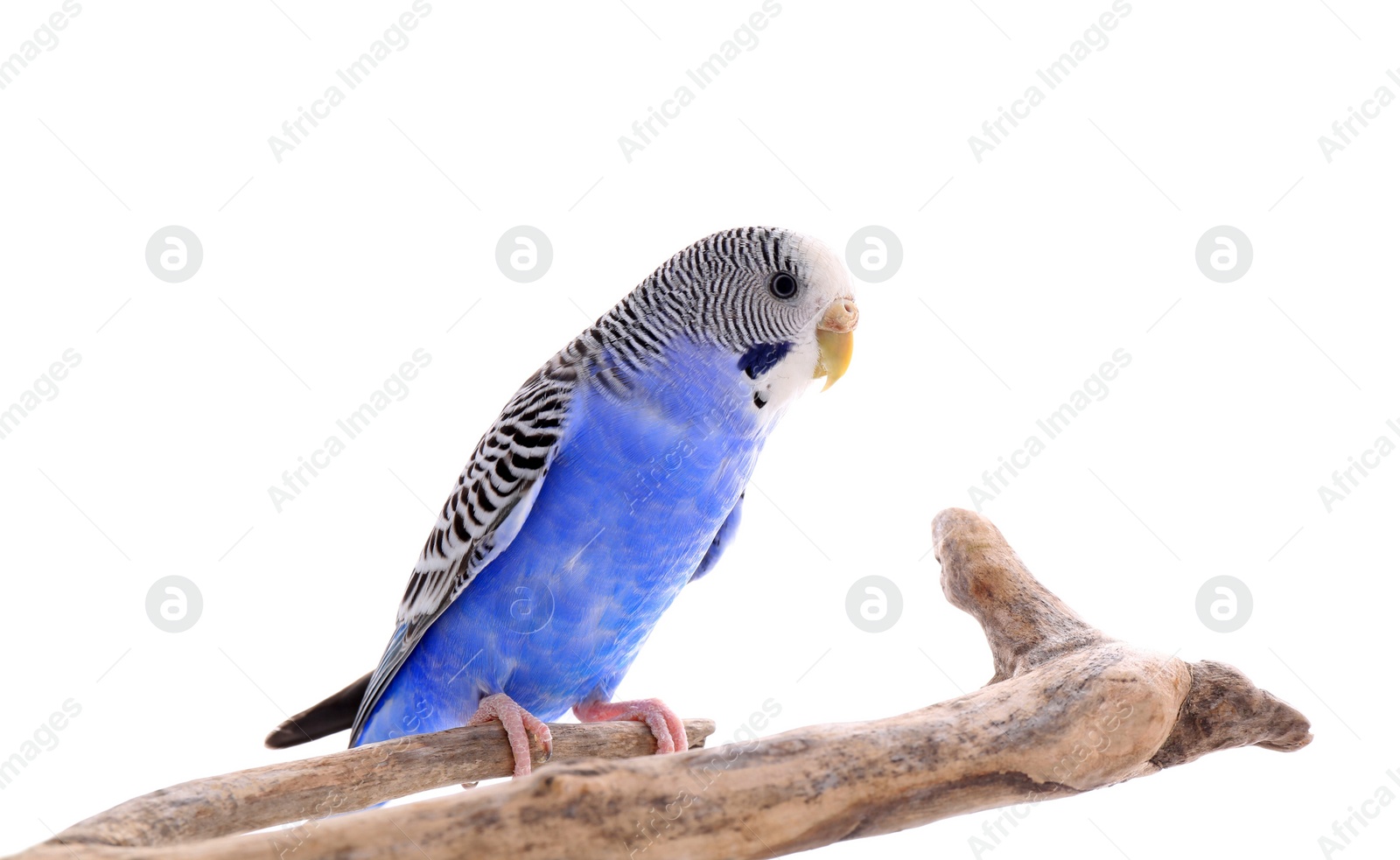 Photo of Beautiful parrot perched on branch against white background. Exotic pet