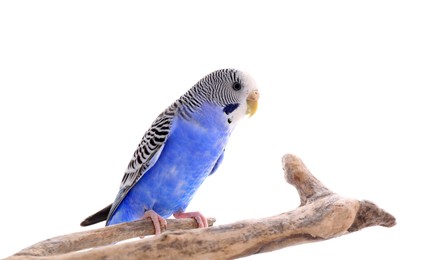 Photo of Beautiful parrot perched on branch against white background. Exotic pet