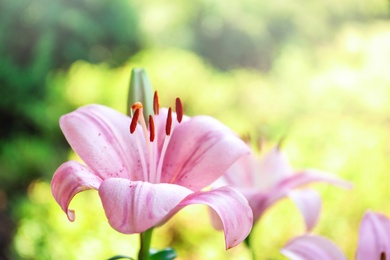 Beautiful blooming lily flower in garden, closeup