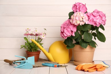 Beautiful blooming plants, gardening tools and accessories on white wooden table
