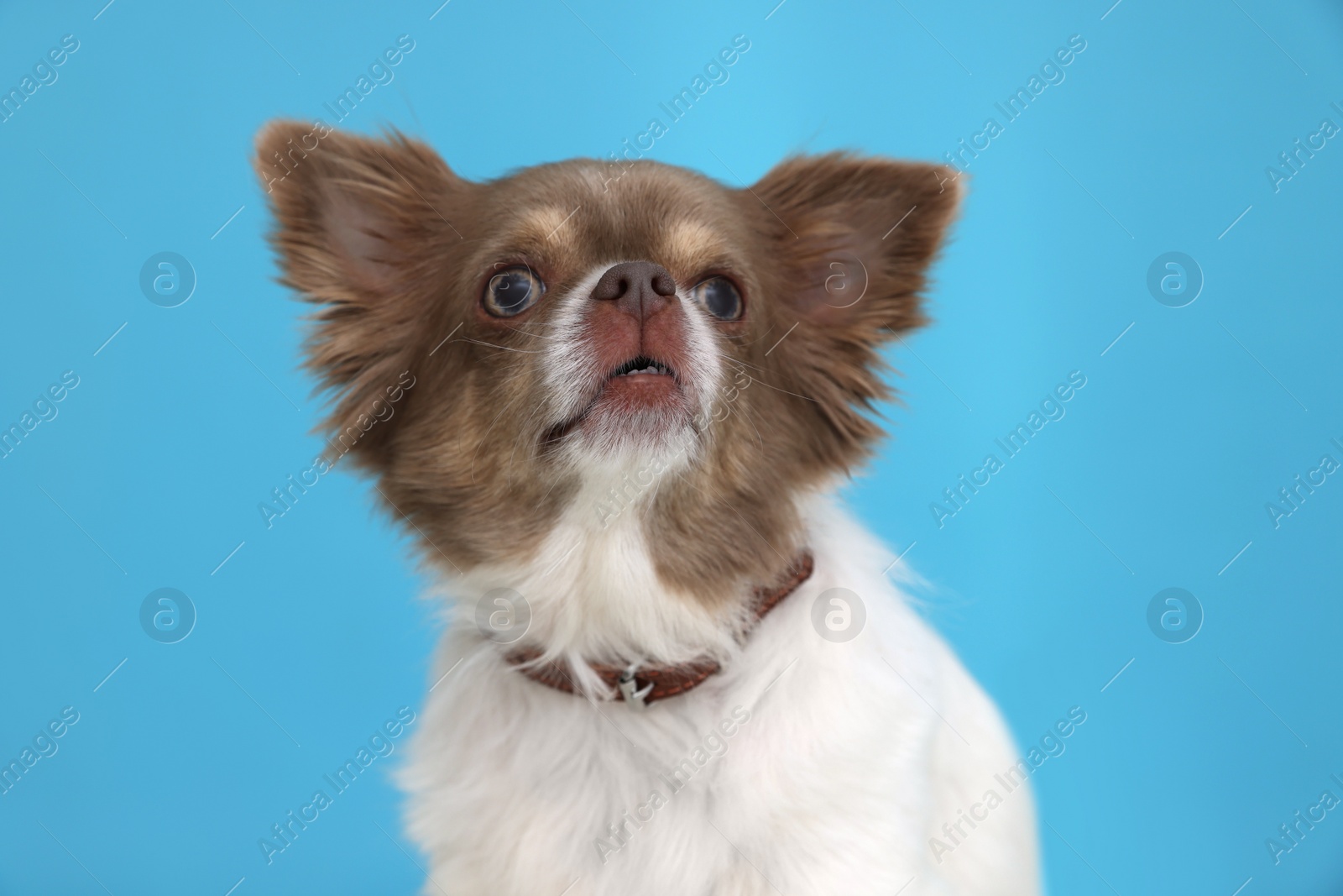 Photo of Cute Chihuahua in dog collar on light blue background