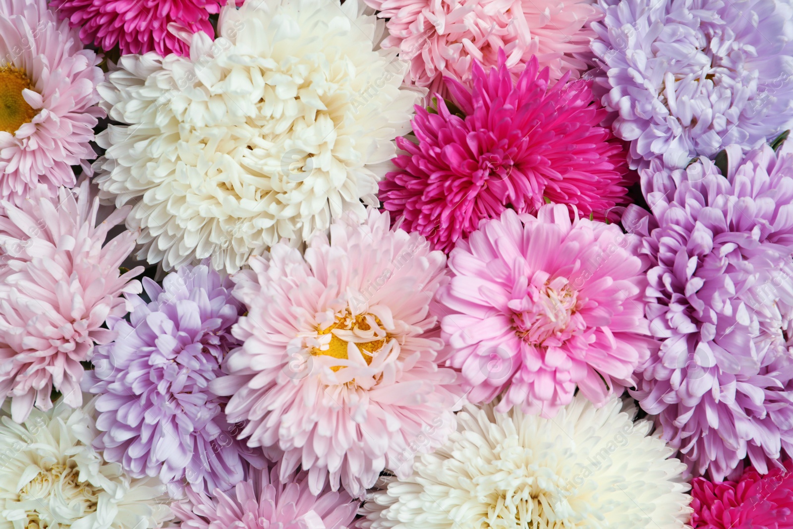 Photo of Beautiful aster flowers as background, closeup view