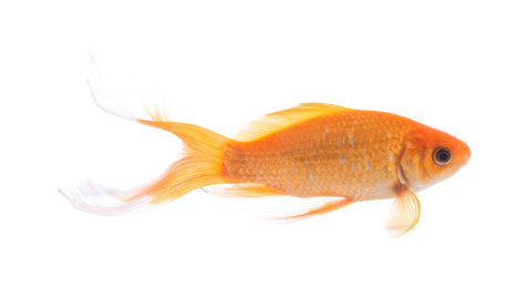 Photo of Beautiful bright small goldfish isolated on white