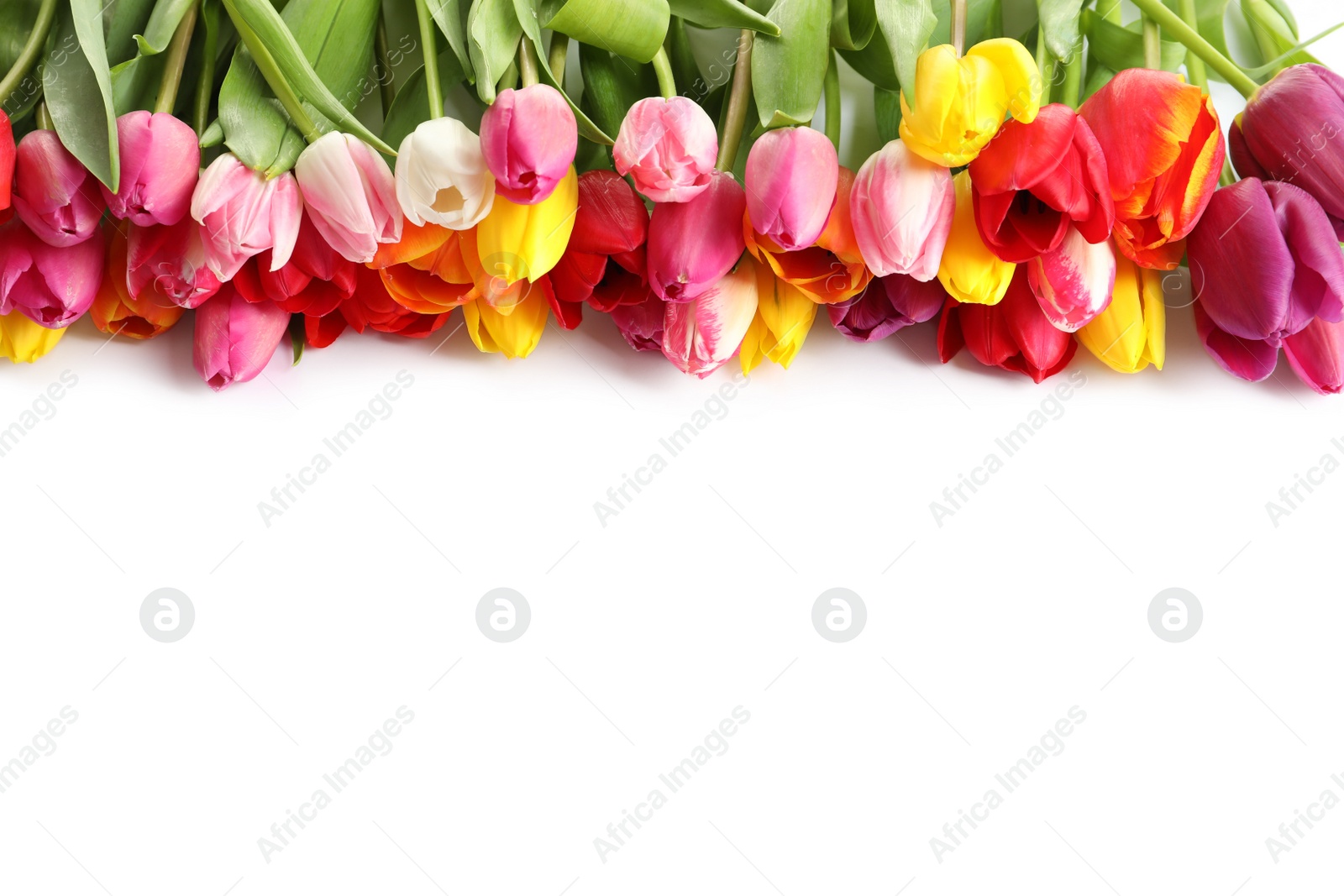 Photo of Beautiful bright tulips on white background. Spring flowers