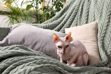 Photo of Cute Sphynx cat on sofa at home, space for text. Lovely pet