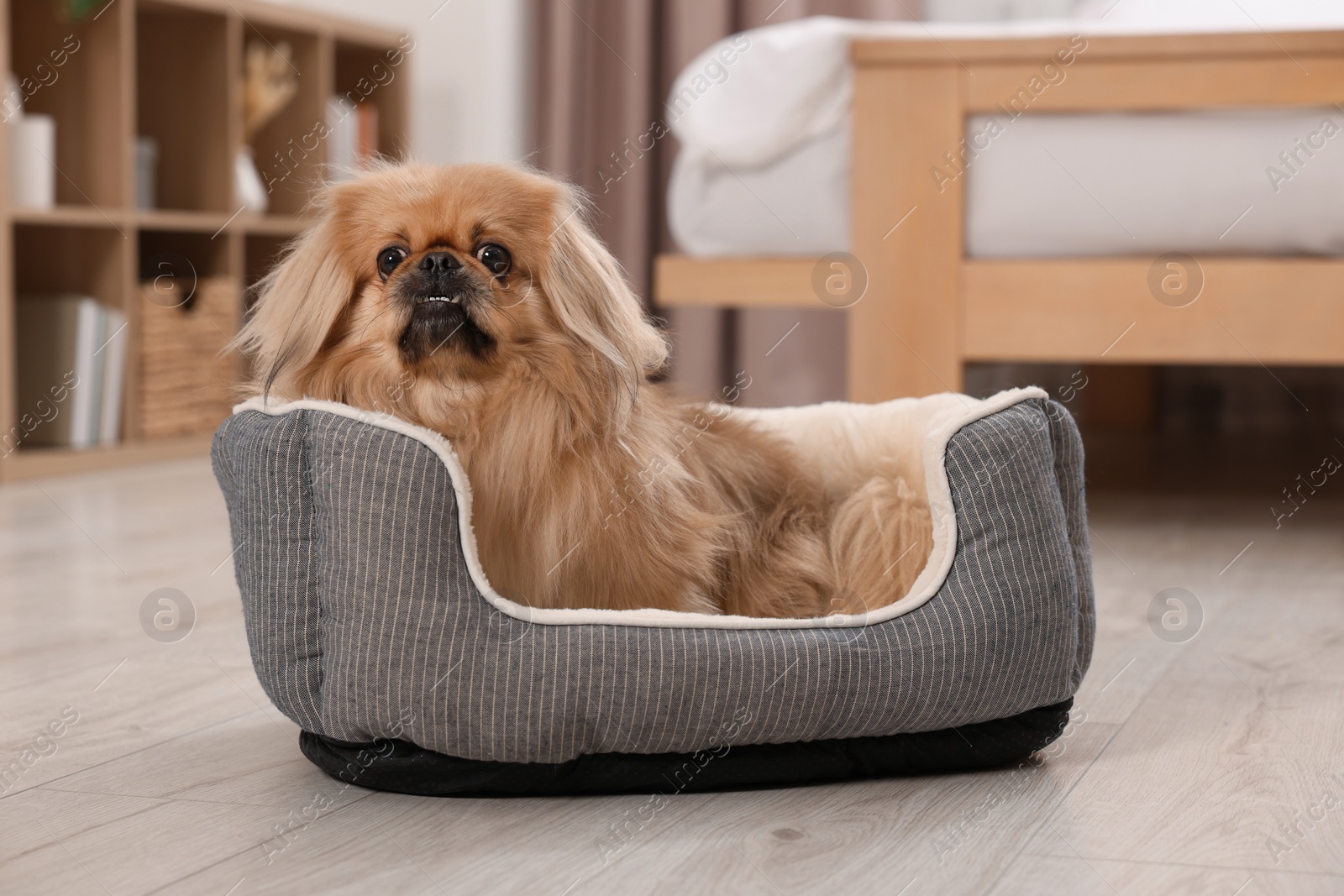 Photo of Cute Pekingese dog on pet bed in room