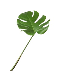 Leaf of tropical monstera plant isolated on white