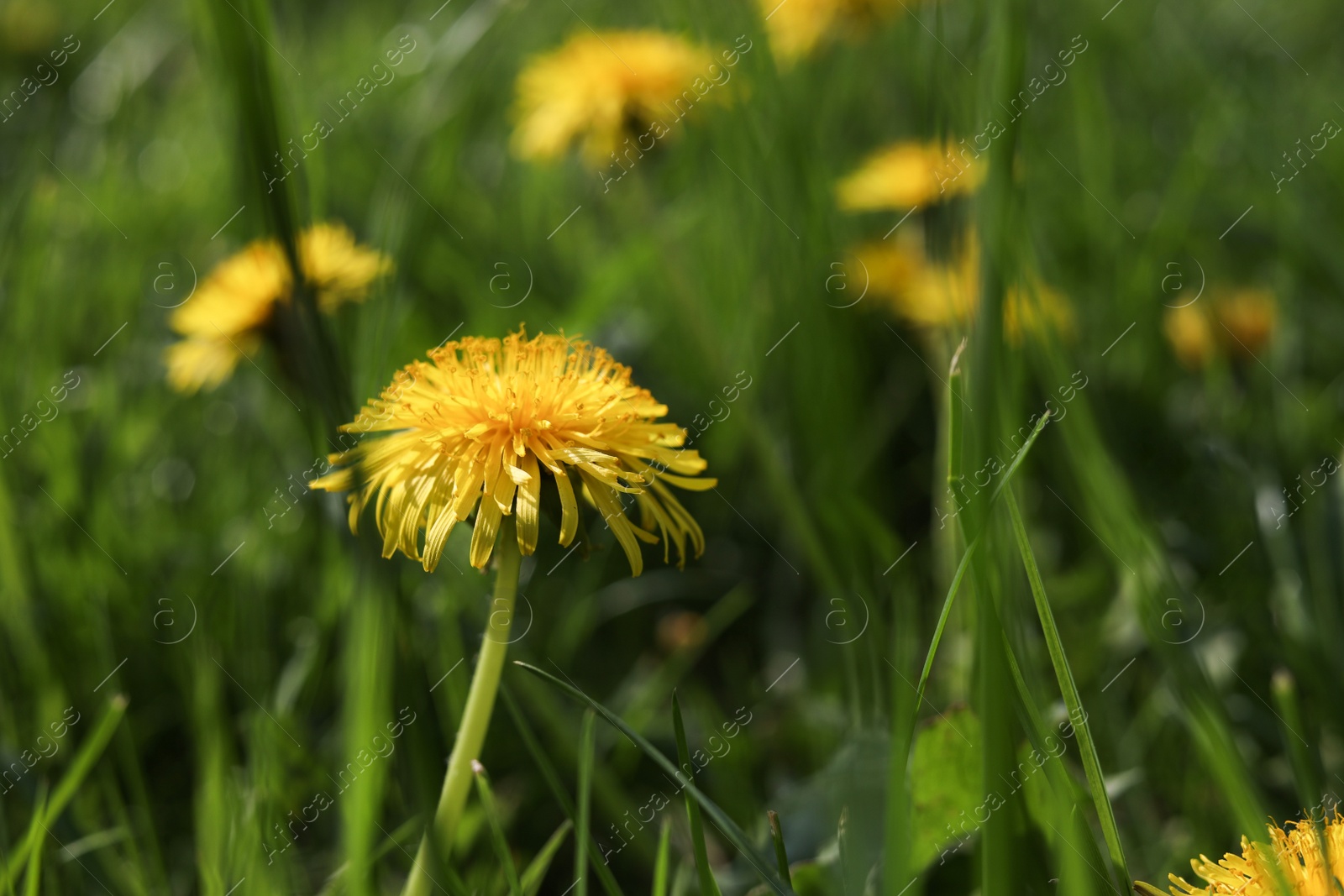 Photo of Beautiful bright yellow dandelions in green grass on sunny day, closeup