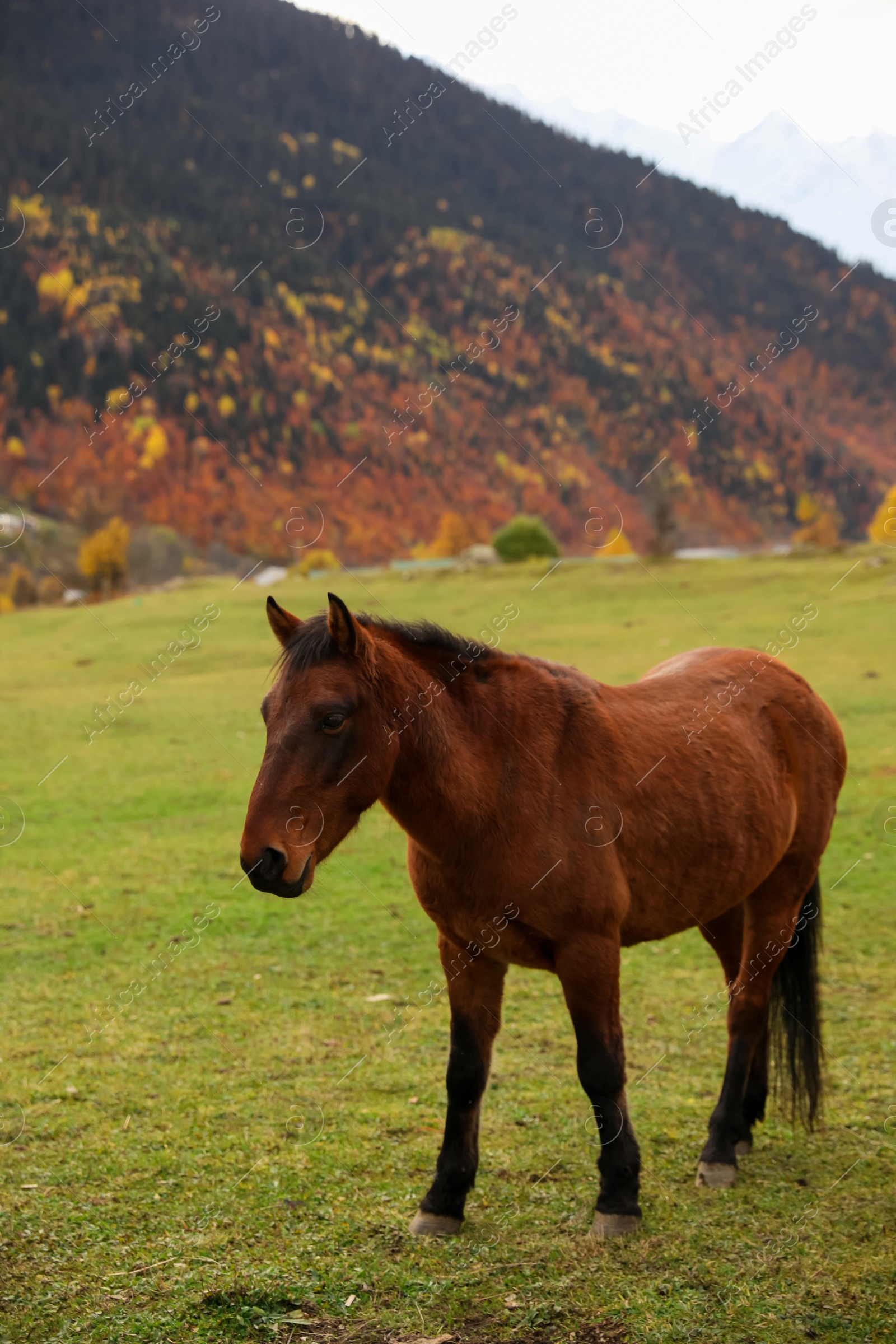 Photo of Brown horse in mountains on sunny day. Beautiful pet