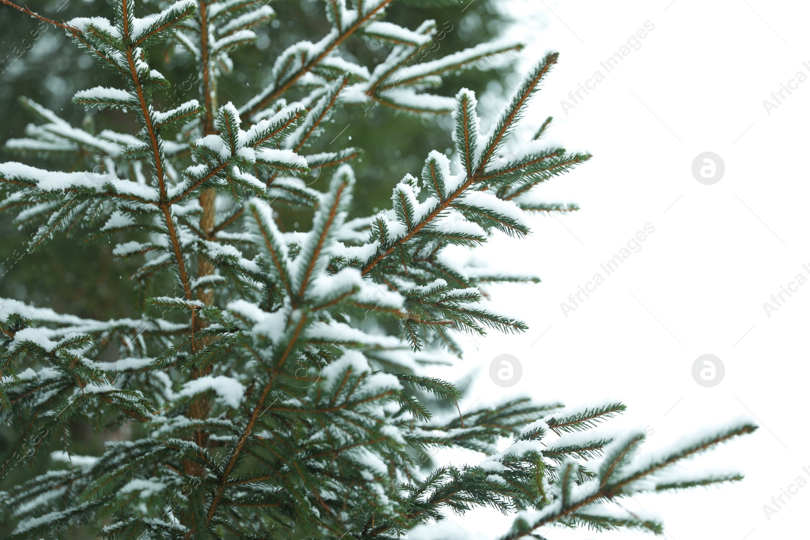 Photo of Closeup view of fir tree covered with snow on white background