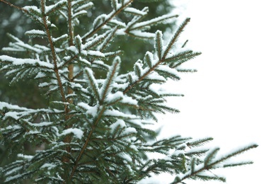 Photo of Closeup view of fir tree covered with snow on white background