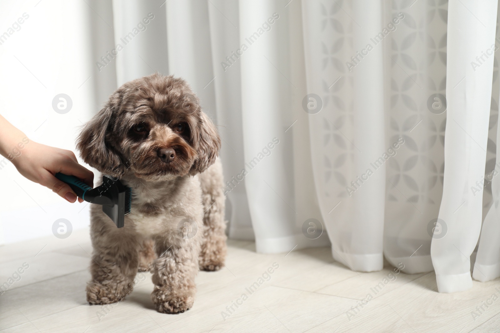 Photo of Woman brushing cute Maltipoo dog indoors, closeup with space for text. Lovely pet