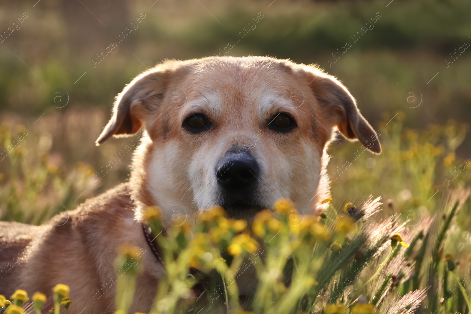 Photo of Adorable dog outdoors on sunny day, closeup