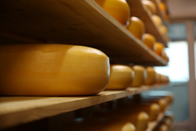 Photo of Fresh cheese heads on rack in factory warehouse, closeup