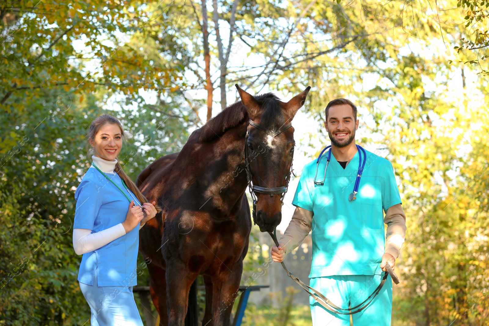 Photo of Veterinarians in uniform with beautiful brown horse outdoors