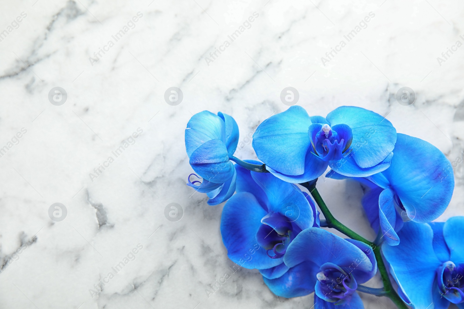 Photo of Branch with beautiful tropical orchid flowers on marble background. Space for text