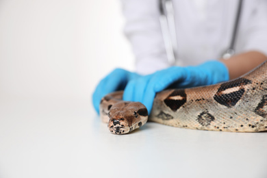 Female veterinarian examining boa constrictor in clinic, closeup