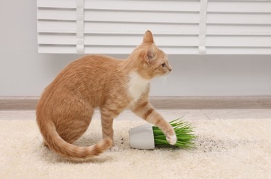 Photo of Cute ginger cat near overturned houseplant on carpet at home