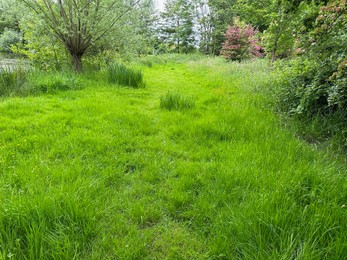 Fresh green grass and trees outdoors on spring day