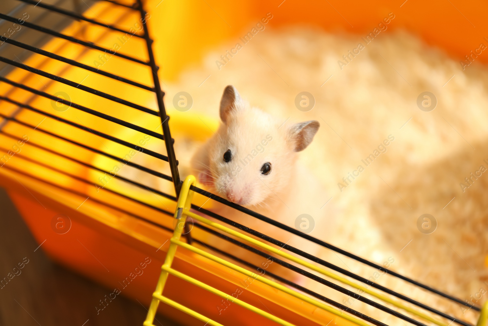 Photo of Cute little fluffy hamster playing in cage