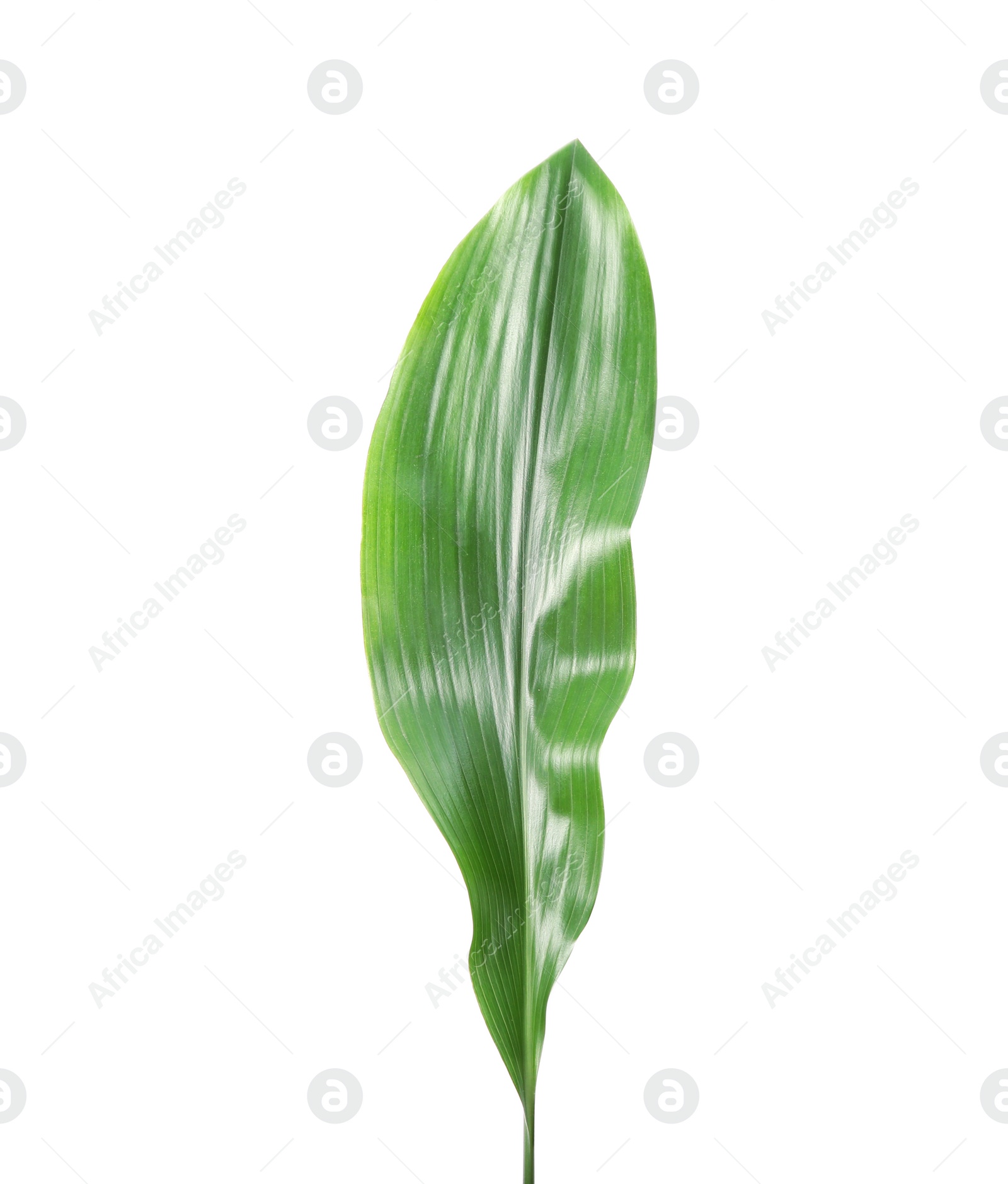 Photo of Beautiful tropical Aspidistra leaf on white background