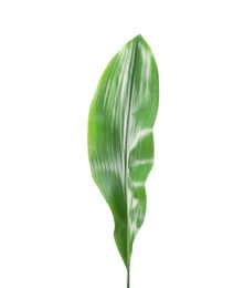 Beautiful tropical Aspidistra leaf on white background