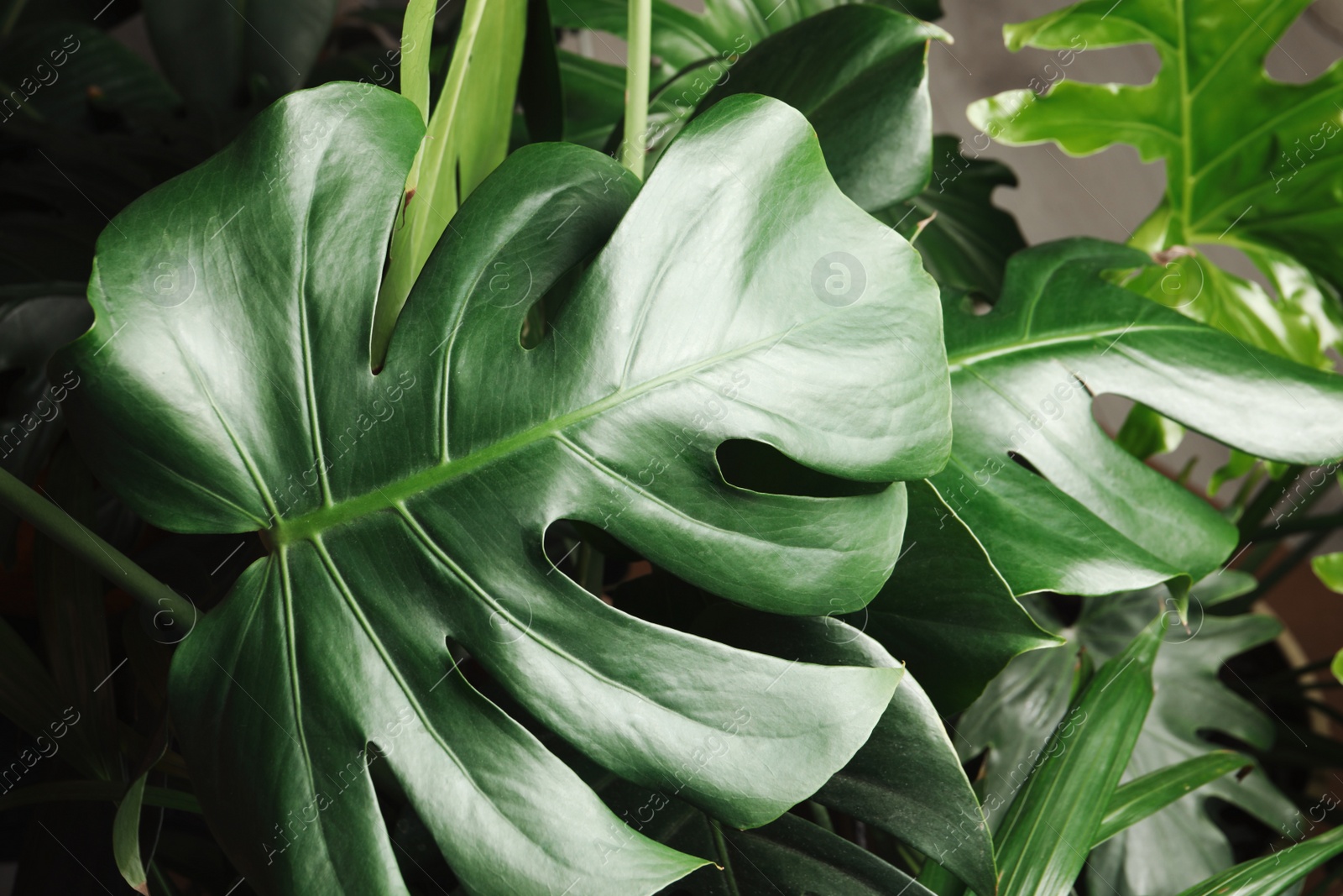 Photo of Monstera with lush leaves, closeup. Tropical plant