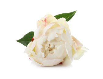 Beautiful fragrant peony flower isolated on white