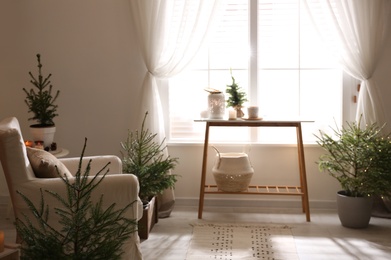 Potted fir trees in living room. Christmas interior design