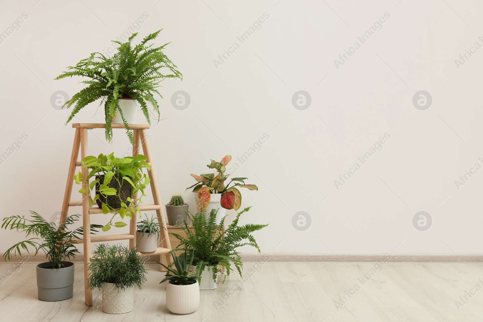 Photo of Many different houseplants in room. Interior element