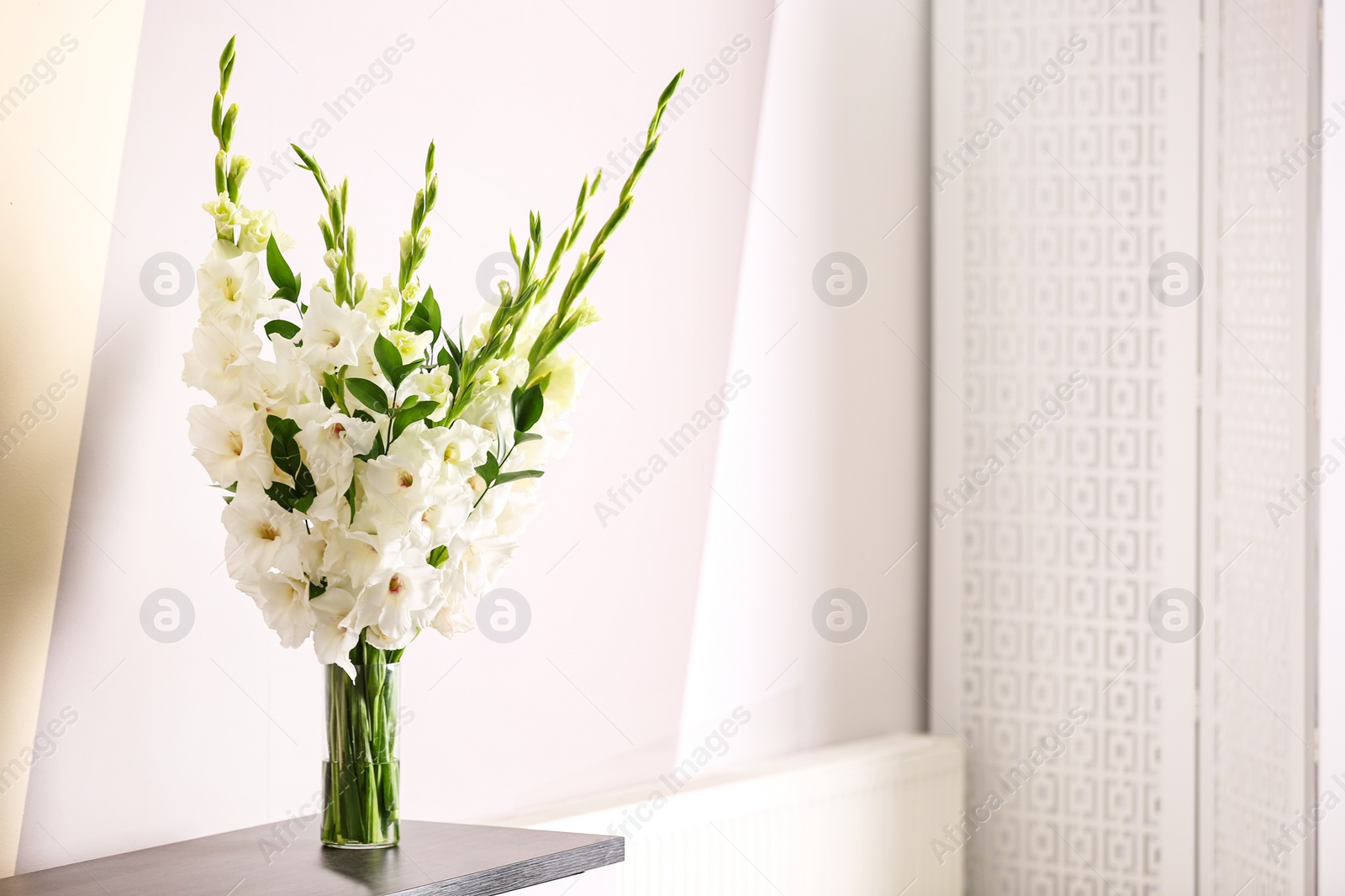 Photo of Vase with beautiful white gladiolus flowers on wooden table near color wall. Space for text