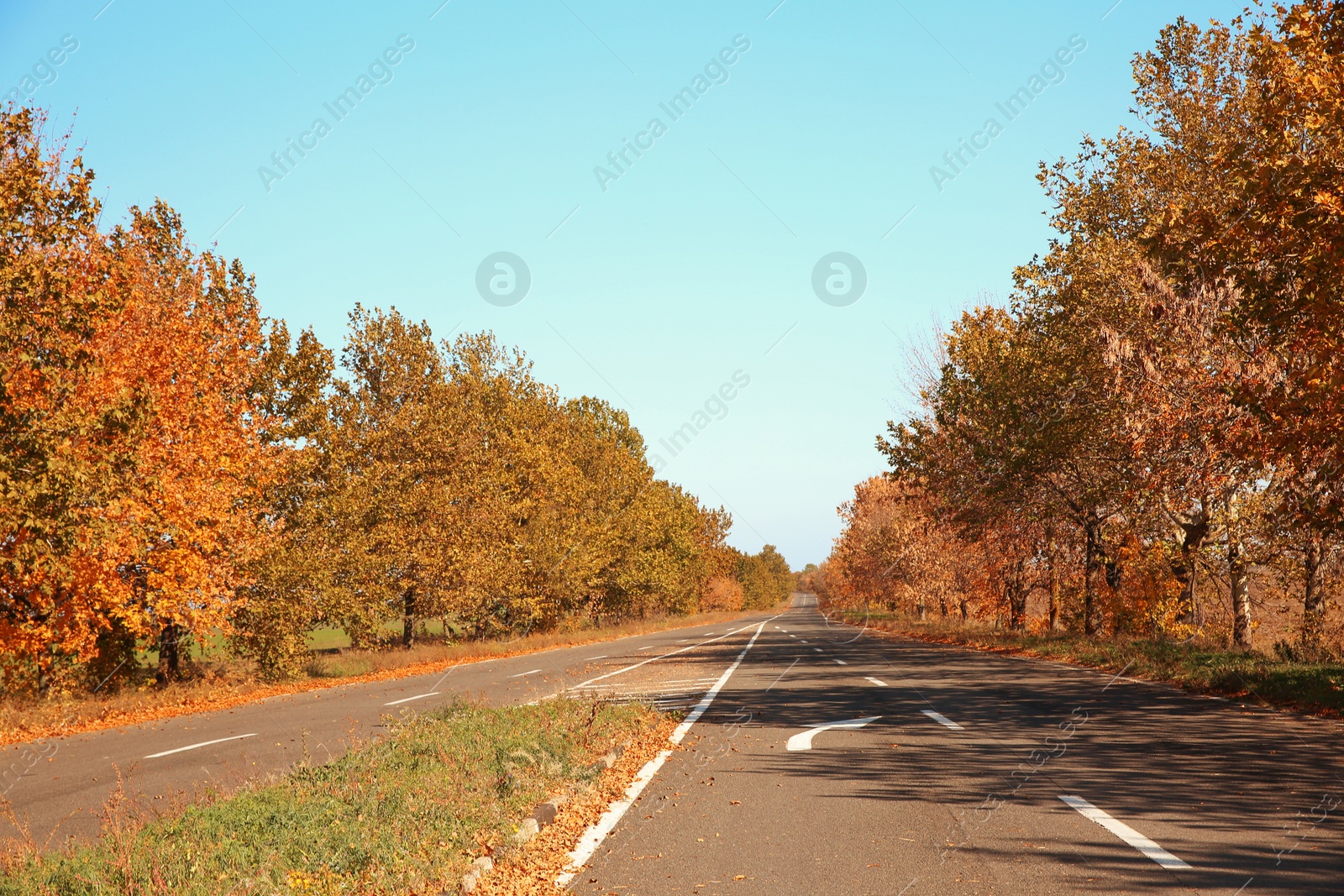 Photo of Beautiful autumn landscape with trees and dry leaves on road