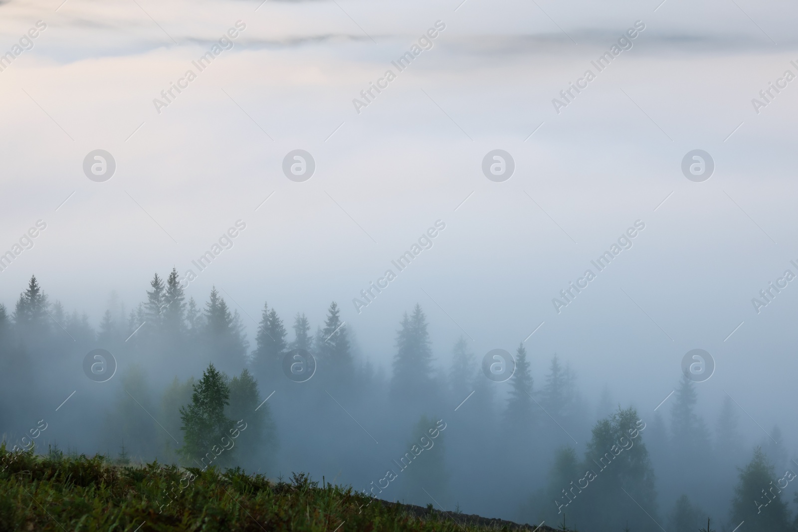 Photo of Picturesque view foggy forest in mountains on morning