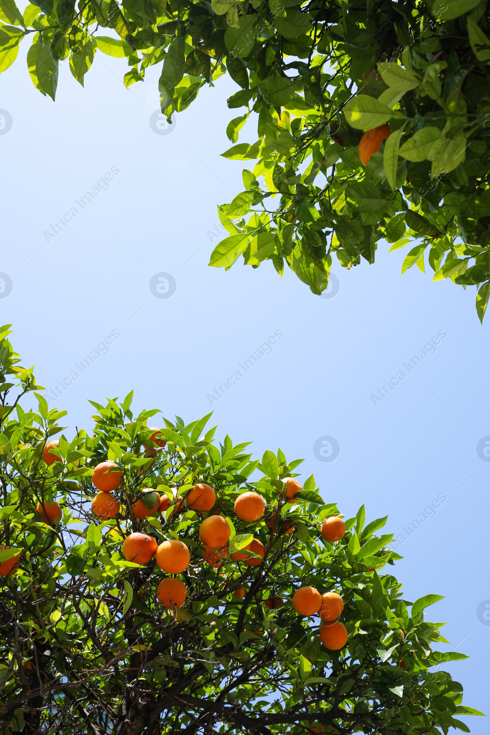 Photo of Bright green orange trees with fruits against blue sky on sunny day, view from below