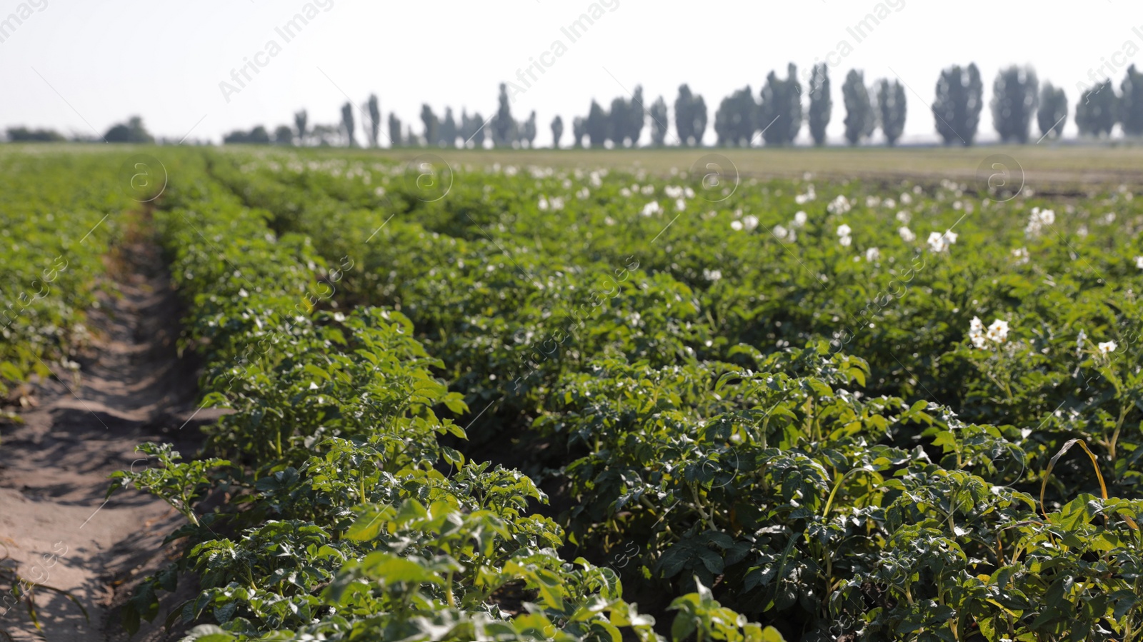 Photo of Beautiful field with blooming potato bushes on sunny day