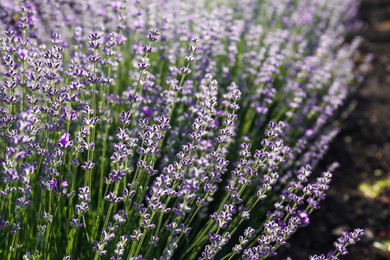 Beautiful lavender flowers growing in field, closeup