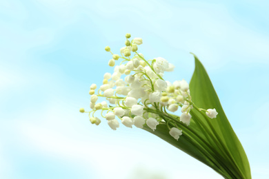 Photo of Beautiful lily of the valley flowers on light background