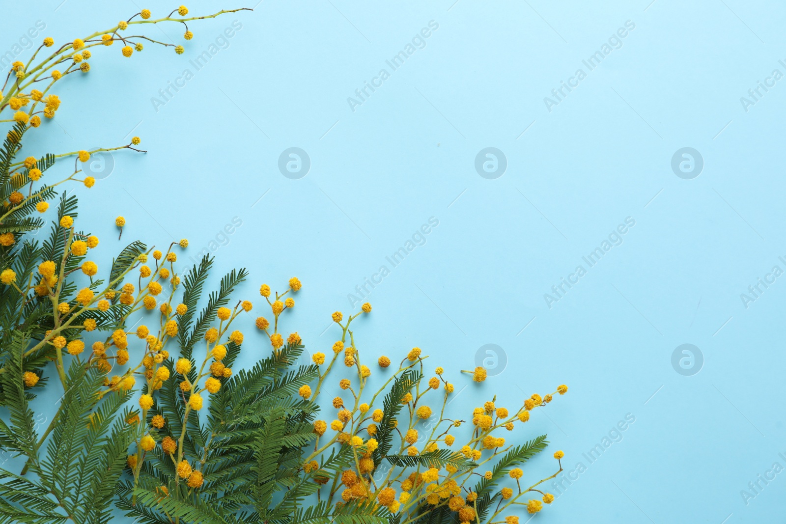 Photo of Flat lay composition with mimosa flowers on light blue background, space for text. Spring season